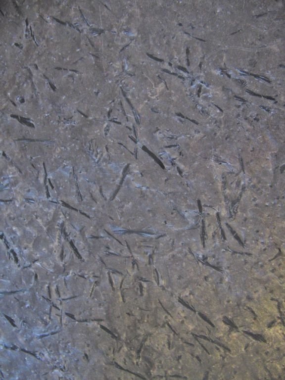 Schiefer Otta Phyllit Pillarguri (Handmuster), SoNat 576